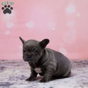 Kyra, Frenchton Puppy